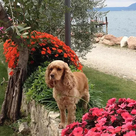 Fassa Brenzone sul Garda